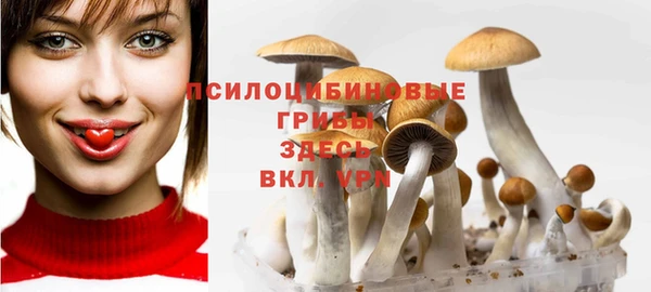 шишки Арсеньев